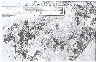 Bibio Celasensis N. Théobald, Sannoisien du Gard, groupe d'insectes.