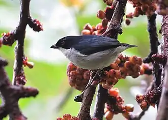 Description de l'image Bicolored Flowerpecker.jpg.