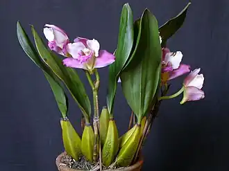 Description de l'image Bifrenaria harrisoniae 5.jpg.