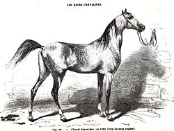 Gravure représentant un cheval gris de profil attaché à un anneau dans un mur.