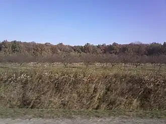 Bijeljevina Orahovička