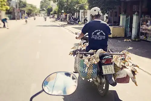 Transport de canards à Mũi Né.