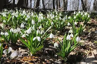 Description de l'image Bilosnizny preserve Galanthus plicatus.jpg.