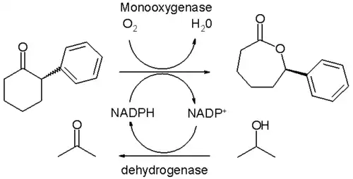 Oxydation de Baeyer-Villiger biocatalytique