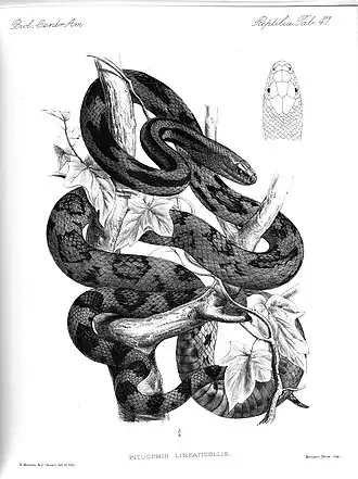 Description de l'image Biologia Centrali-Americana (Tab 47) (8203130284).jpg.