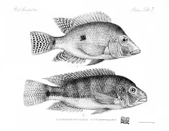 Description de l'image Biologia centrali-americana. Pisces (1906) (20565900560).jpg.