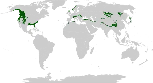 Principales zones : chaînes côtières du Pacifique et Rocheuses, Floride, Alpes, Carpates, côte norvégienne, chaîne Pontique, Elbourz, Himalaya, sud de la Sibérie, Japon.