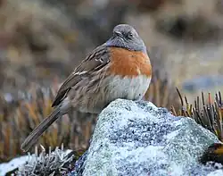 Photographie d'un oiseau brun, tête gris-ardoise, poitrine rousse et ventre blanc, posé sur une pierre.