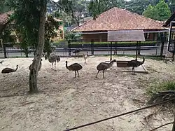 Enclos des autruches et des émeus.