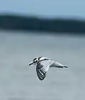 Juvénile de mouette pygmée
