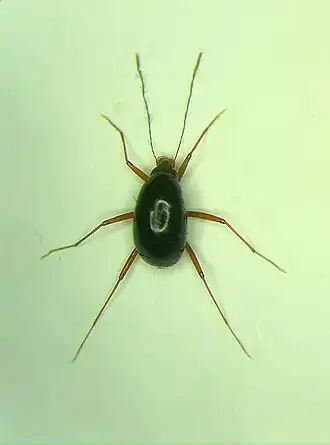 Description de l'image Bironium maindai Löbl, 2021 Holotype.jpg.