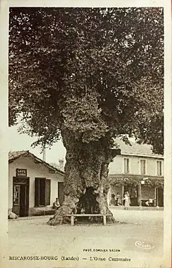 Photo ancienne de l'orme