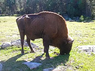 Sainte-Eulalie (Lozère)