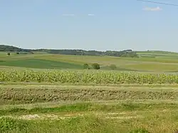 Le vignoble et la Montagne de Reims (nord).