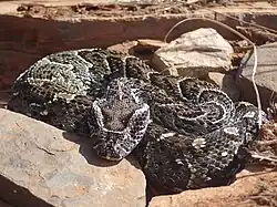 Coloration à dominante grise