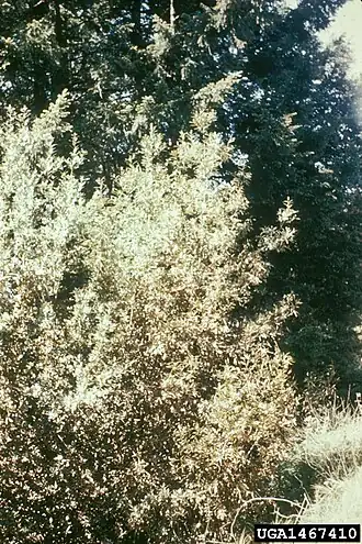 Description de cette image, également commentée ci-après