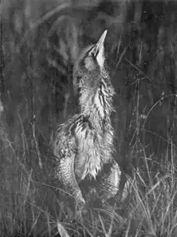 Photographie monochrome d'un butor au repos, partiellement dissimulé dans l'herbe et les roseaux, avec son cou allongé et son bec pointant en l'air, presque verticalement, et ses plumes ébouriffées.