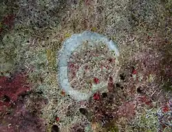 Un bivalve non identifié