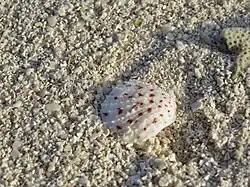 Une valve de Spondylus sp.