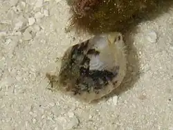 Un bivalve non identifié trouvé dans un massif de corail Pocillopora