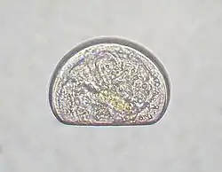 Larve de bivalve vue au microscope, formant une sorte de D.