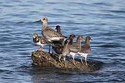 Photographie de sept oiseaux debout, côte à côte, sur un minuscule rocher entouré par la mer.