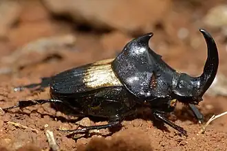 Description de cette image, également commentée ci-après