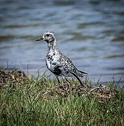 Photographie d'un pluvier argenté au cours de sa mue. La face, le cou et le ventre son noirs parsemés de blanc.
