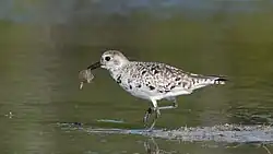 Photographie d'un Pluvier argenté marchant dans un fond d'eau, avec un mollusque dans le bec.