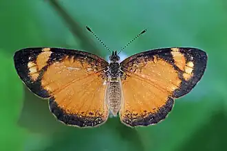 Description de cette image, également commentée ci-après