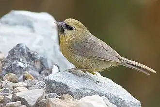 Description de l'image Black-chinned_Babbler_Naina_Devi_Himalayan_Bird_Conservation_Reserve_Uttarakhand_India_26.05.2016.jpg.