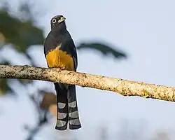 Trogon à tête noire