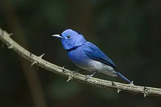 Description de cette image, également commentée ci-après