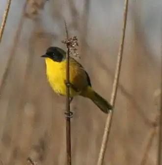 Description de l'image Black-polled Yellowthroat - cropped.jpg.