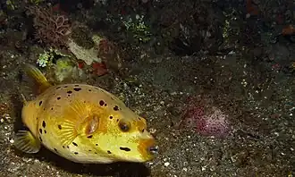 Variante de couleurs.