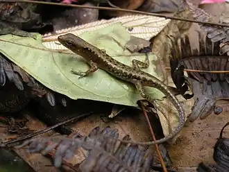 Description de l'image Black-spotted sphenomorphus.jpg.