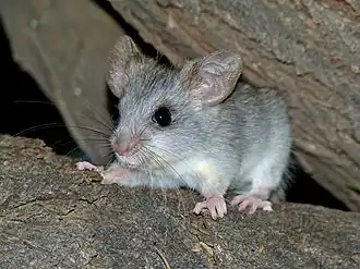 Description de l'image Black-tailed Tree Rat (Thallomys nigricauda) juvenile (7024276597).jpg.