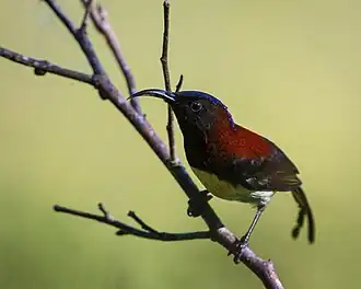 Souimanga sombre, mâle