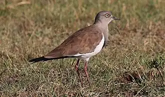 Photographie d'un Vanneau à ailes noires debout sur une pelouse sèche.