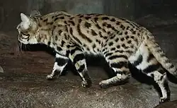 Chat à pieds noirs de profil