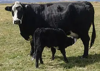 Image illustrative de l’article Black baldy