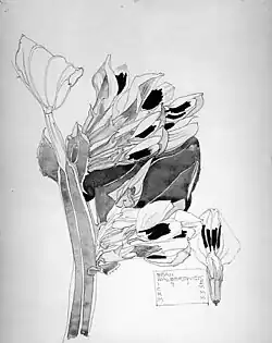 Black Bean, Walberswick, 1915.