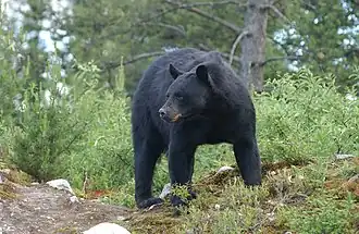 L'ours noir.