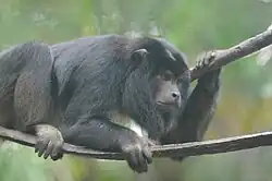Hurleur noir (Alouatta caraya)