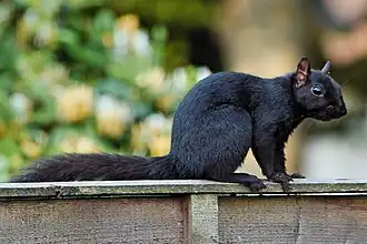 Écureuil mélanique noir-jais