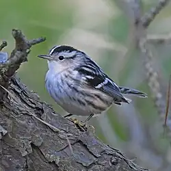 Paruline noir et blanc