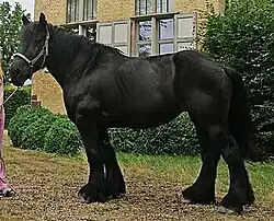 Trait belge noir, profil gauche.