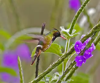 Description de cette image, également commentée ci-après
