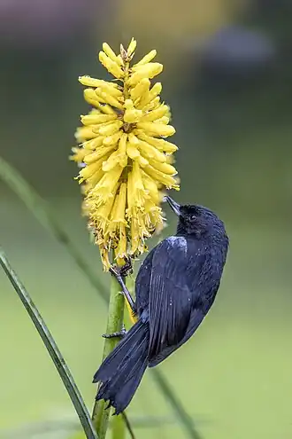 Description de cette image, également commentée ci-après