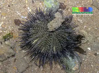 Temnopleurus toreumaticus, un Temnopleuridea